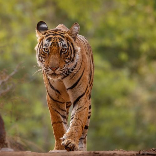 Royal bengal tiger in the nature habitat. Tiger pose during amazing light. Wildlife scene with danger animal. Hot summer in India. Dry area with beautiful indian tiger. Panthera tigris tigris.